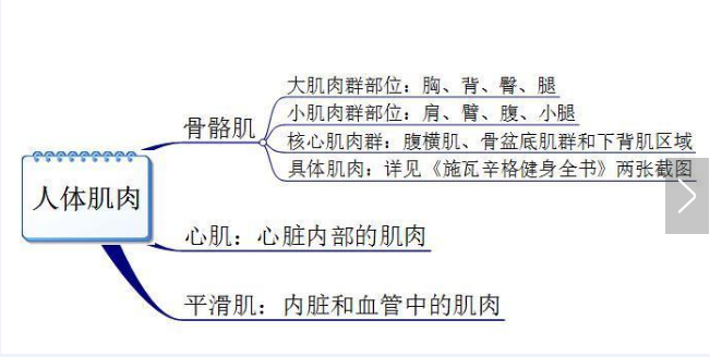 你真的認(rèn)識(shí)你身體的肌肉嗎？